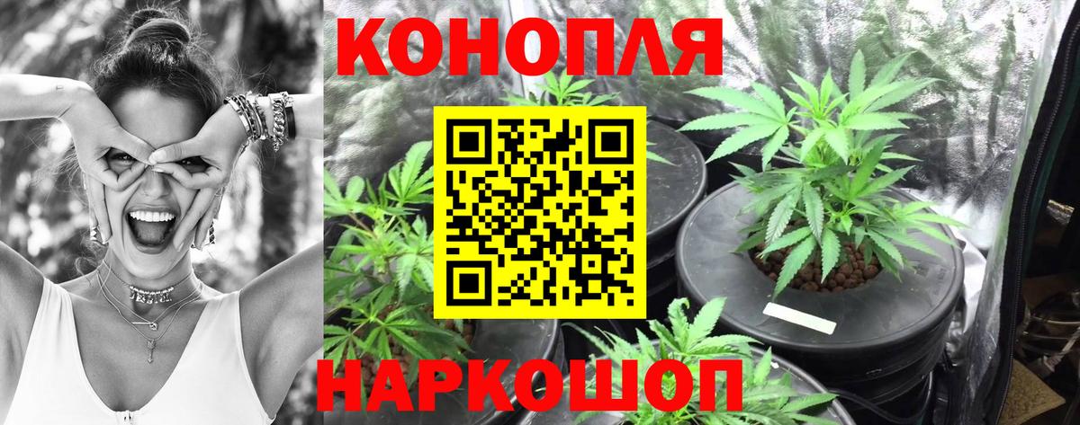Конопля ГИДРОПОН  Марихуана OG Kush  Красноармейск  Канабис индика  Вход с VPN 